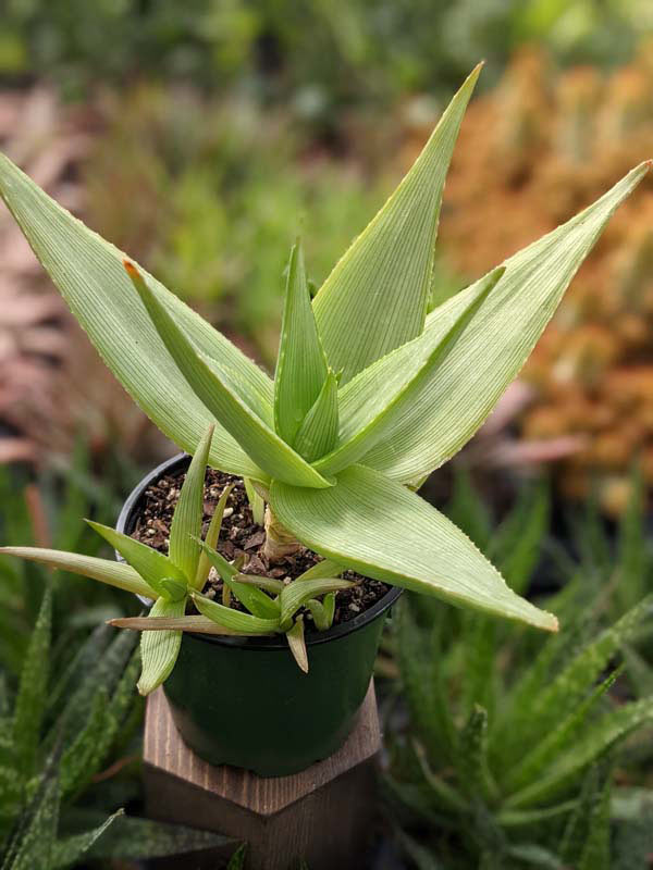 Stout Lemon Fallax Aloe (aloe deltoideodonta)