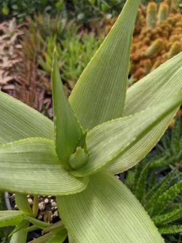 Stout Lemon Fallax Aloe (aloe deltoideodonta) - Image 3