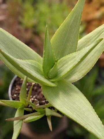 Stout Lemon Fallax Aloe (aloe deltoideodonta) - Image 4