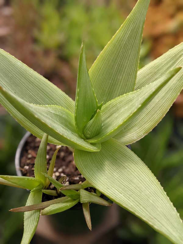 Stout Lemon Fallax Aloe (aloe deltoideodonta) - Image 4