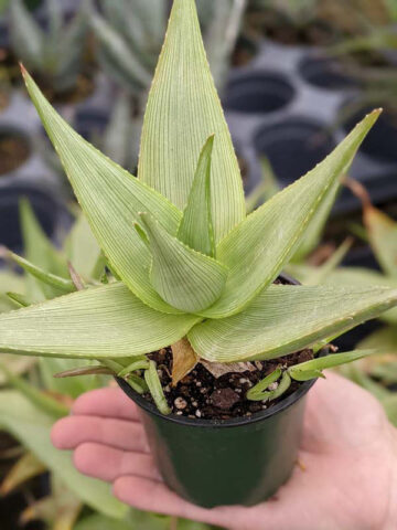Stout Lemon Fallax Aloe (aloe deltoideodonta) - Image 5