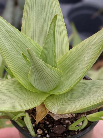 Alternative view of Stout Lemon Fallax Aloe (aloe deltoideodonta)