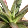 Charming Dwarf Red Tooth Aloe Plant (aloe sp)