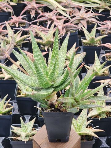 Mr Dubly Chum Aloe Plant (aloe sp)