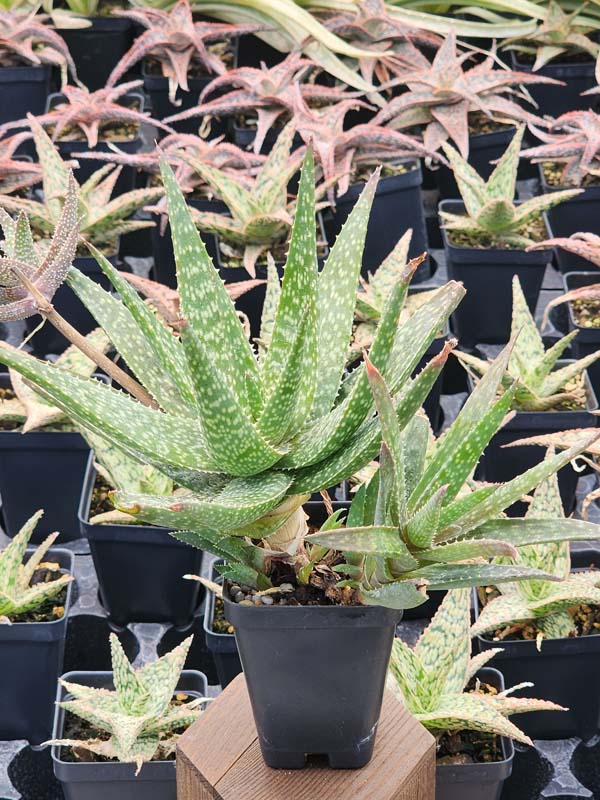 Mr Dubly Chum Aloe Plant (aloe sp)