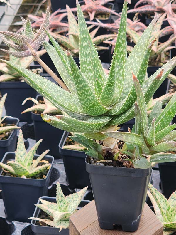 Mr Dubly Chum Aloe Plant (aloe sp) - Image 2