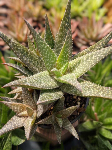 Mr Dubly Chum Aloe Plant (aloe sp) - Image 3