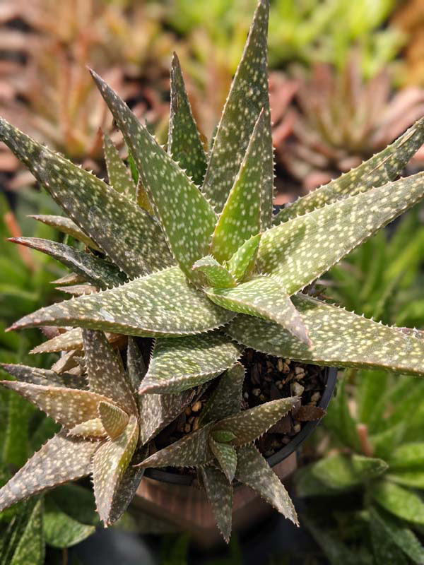 Mr Dubly Chum Aloe Plant (aloe sp) - Image 3