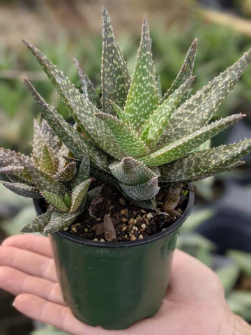 Mr Dubly Chum Aloe Plant (aloe sp) - Image 4