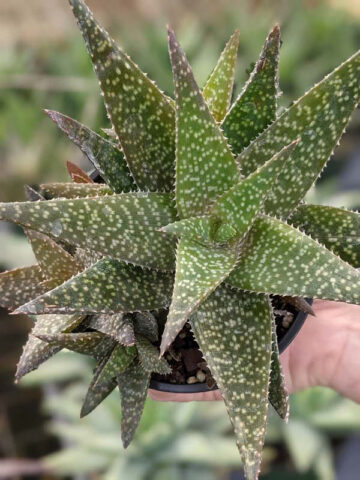 Mr Dubly Chum Aloe Plant (aloe sp) - Image 5