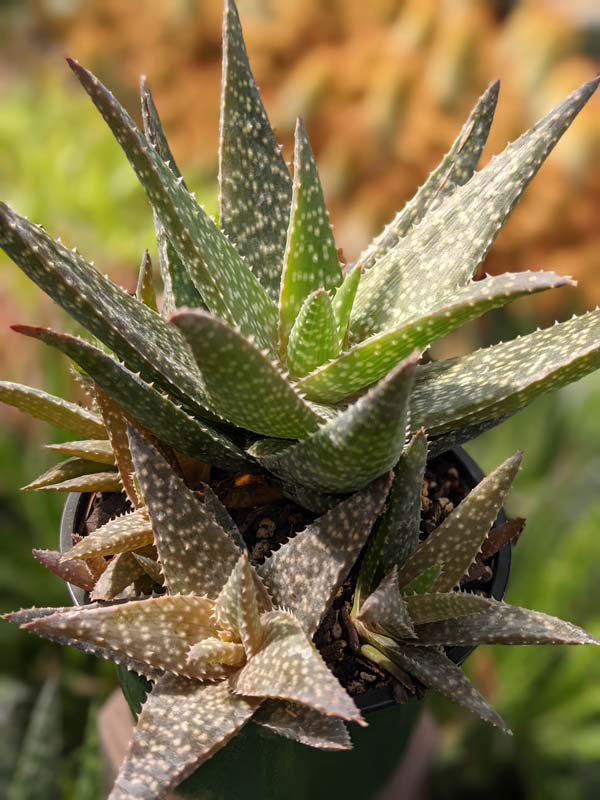 Mr Dubly Chum Aloe Plant (aloe sp) - Image 2