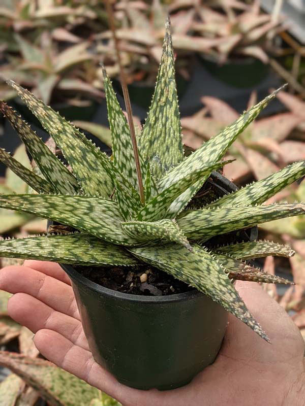 Tropical Amazonica Aloe Plant (aloe fragilis) - Image 3