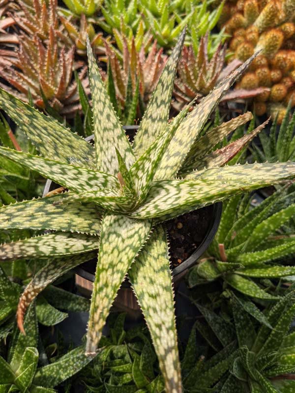 Tropical Amazonica Aloe Plant (aloe fragilis) - Image 4