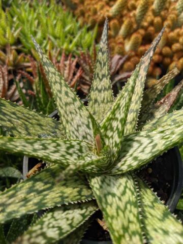 Tropical Amazonica Aloe Plant (aloe fragilis) - Image 5