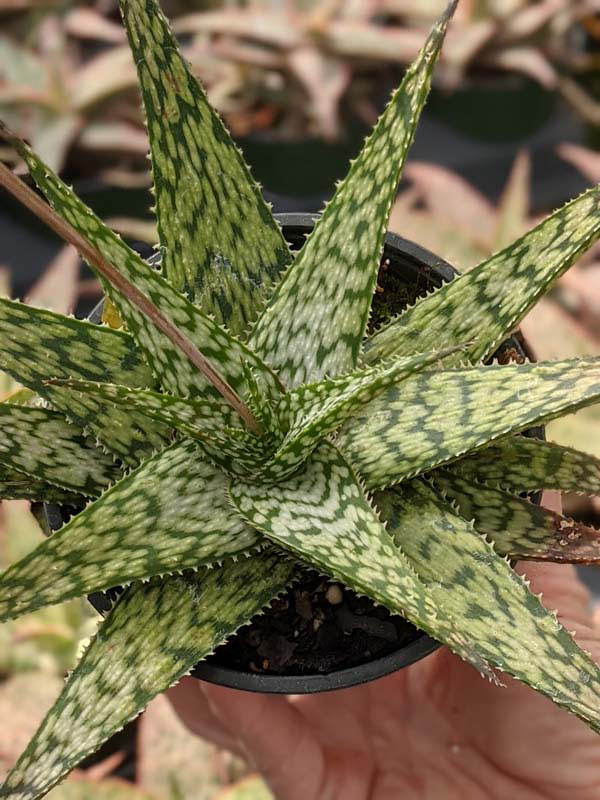 Tropical Amazonica Aloe Plant (aloe fragilis) - Image 2
