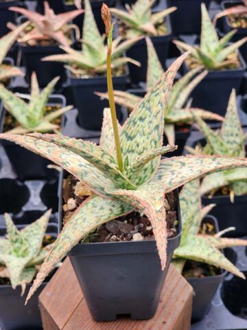 Alternative view of Decorative Blush Aloe Plant (aloe fragilis)