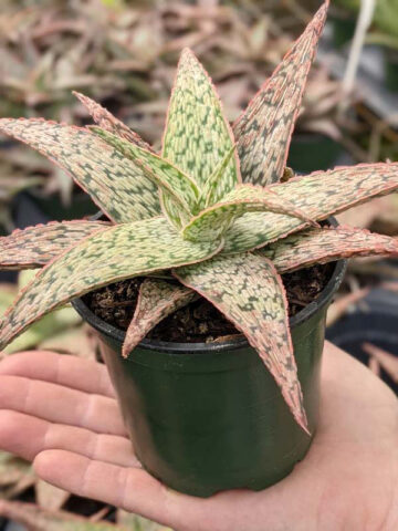 Alternative view of Decorative Blush Aloe Plant (aloe fragilis)