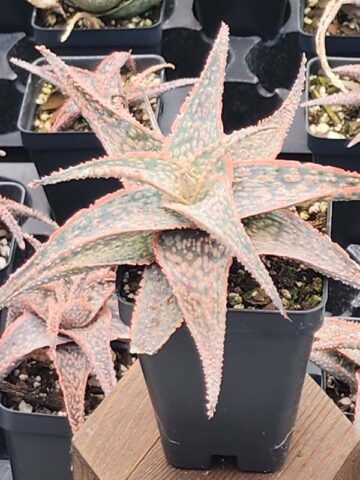 Bright Star Aloe Plant (aloe fragilis)