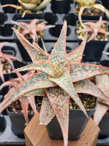 Alternative view of Bright Star Aloe Plant (aloe fragilis)