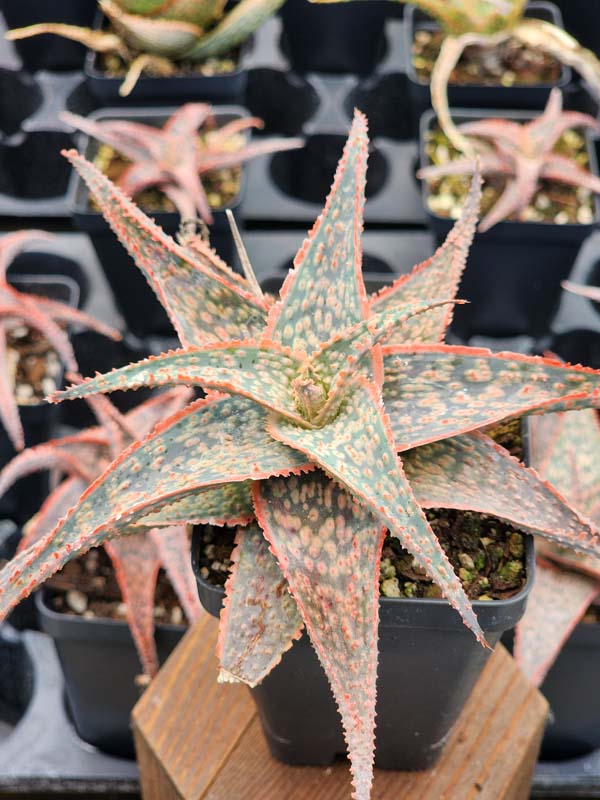 Bright Star Aloe Plant (aloe fragilis) - Image 2