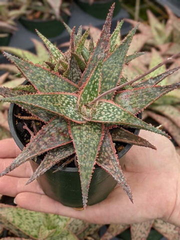 Alternative view of Bright Star Aloe Plant (aloe fragilis)