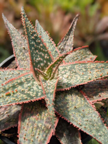 Bright Star Aloe Plant (aloe fragilis) - Image 5