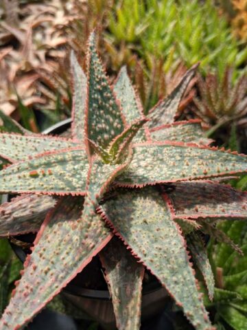 Bright Star Aloe Plant (aloe fragilis) - Image 6