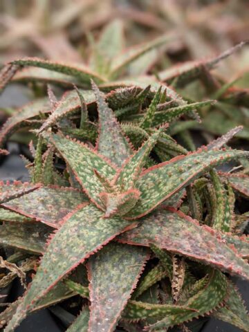 Bright Star Aloe Plant (aloe fragilis) - Image 3