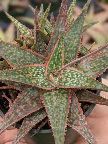 Bright Star Aloe Plant (aloe fragilis) - Image 4