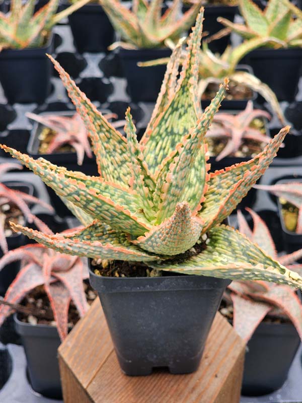 Petite Coral Edge Aloe Plant (aloe fragilis) - Image 4