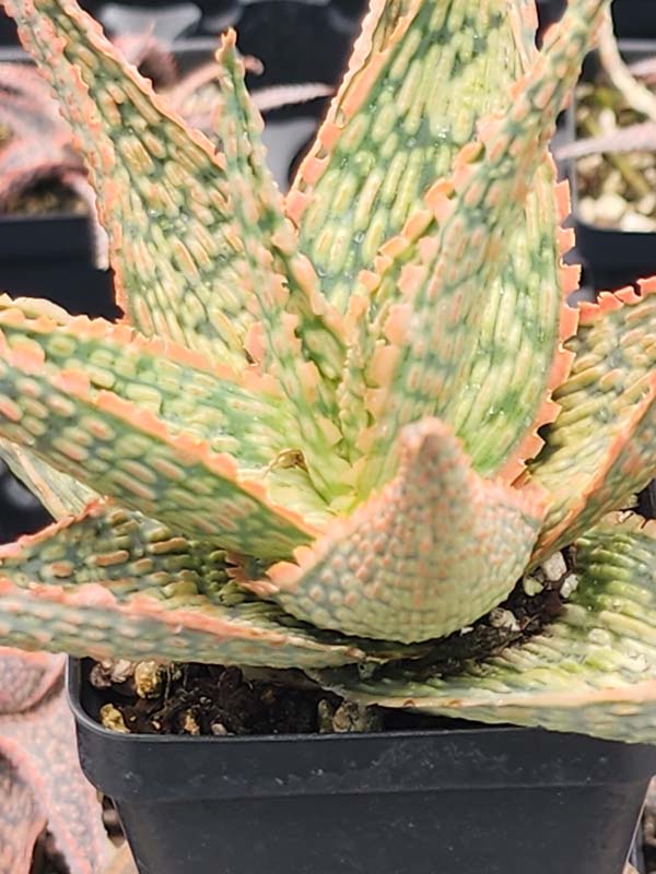Petite Coral Edge Aloe Plant (aloe fragilis) - Image 3