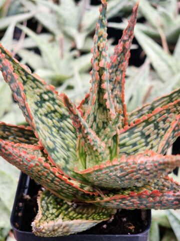Petite Coral Edge Aloe Plant (aloe fragilis)