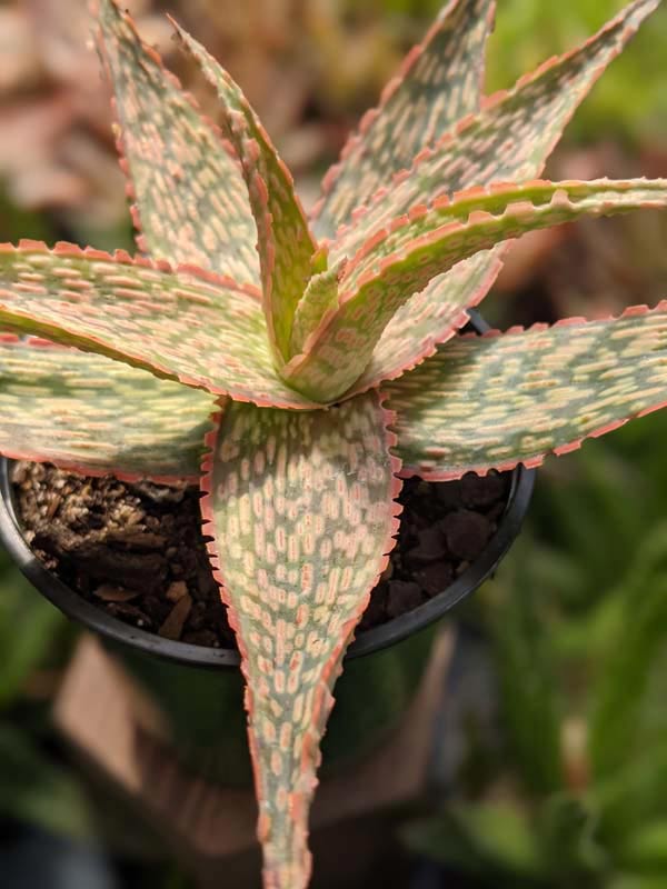 Petite Coral Edge Aloe Plant (aloe fragilis) - Image 2