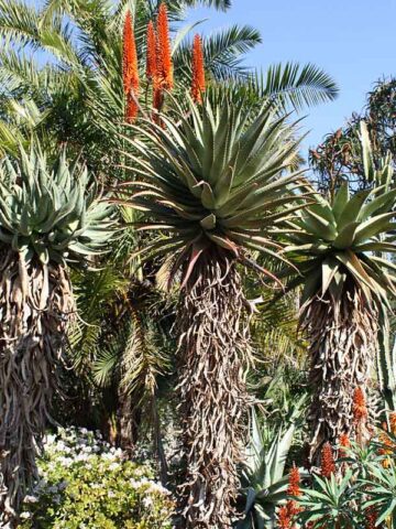 Magnificent Cape Medical Aloe Plant Plant (aloe ferox)