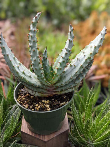 Lg. Magnificent Cape Medical Aloe Plant Plant (aloe ferox) - Image 6