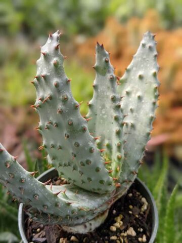 Lg. Magnificent Cape Medical Aloe Plant Plant (aloe ferox) - Image 7
