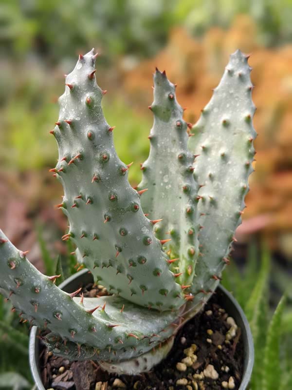 Lg. Magnificent Cape Medical Aloe Plant Plant (aloe ferox) - Image 7
