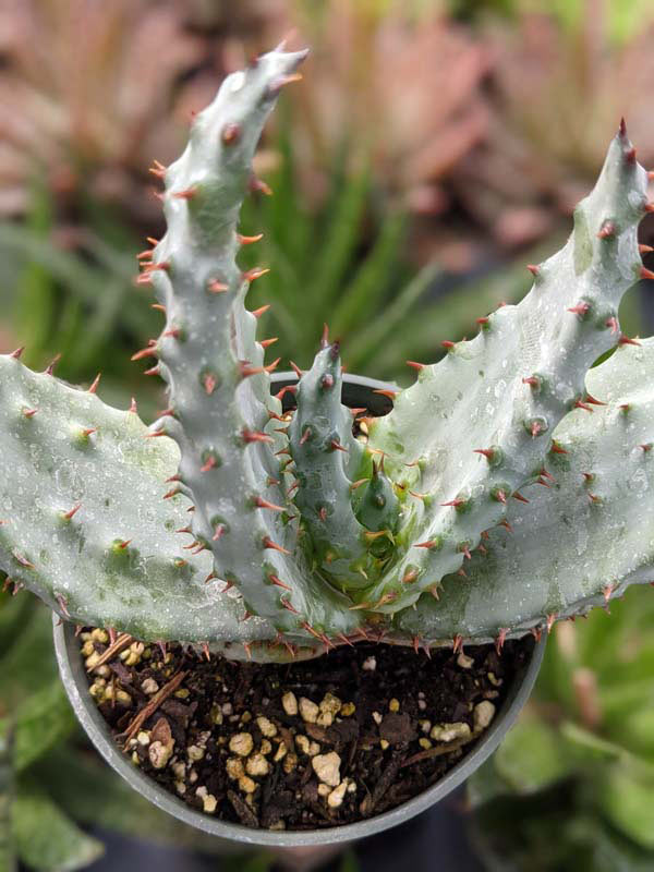 Lg. Magnificent Cape Medical Aloe Plant Plant (aloe ferox) - Image 4