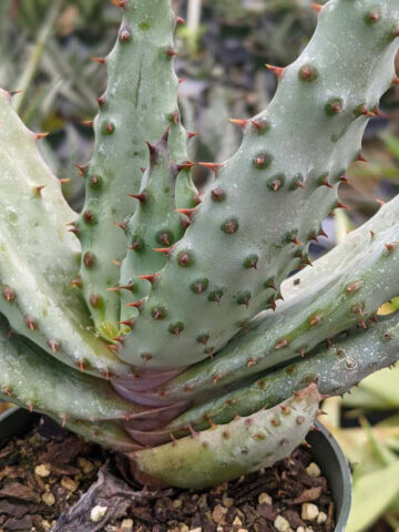Lg. Magnificent Cape Medical Aloe Plant Plant (aloe ferox) - Image 5
