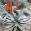Lg. Magnificent Cape Medical Aloe Plant Plant (aloe ferox)