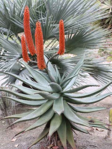 Lg. Magnificent Cape Medical Aloe Plant Plant (aloe ferox)