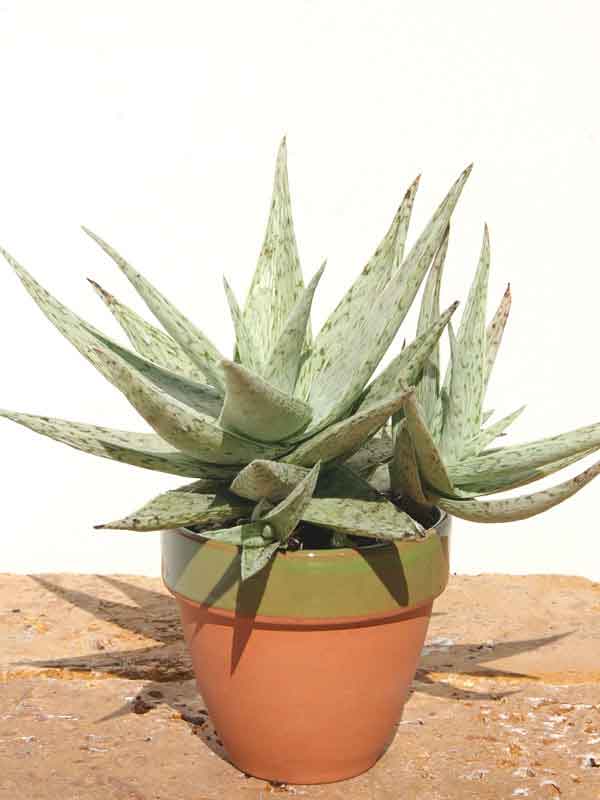 New Imported Kenya Silver Aloe Plant (aloe fragilis)