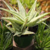 New Imported Kenya Silver Aloe Plant (aloe fragilis)