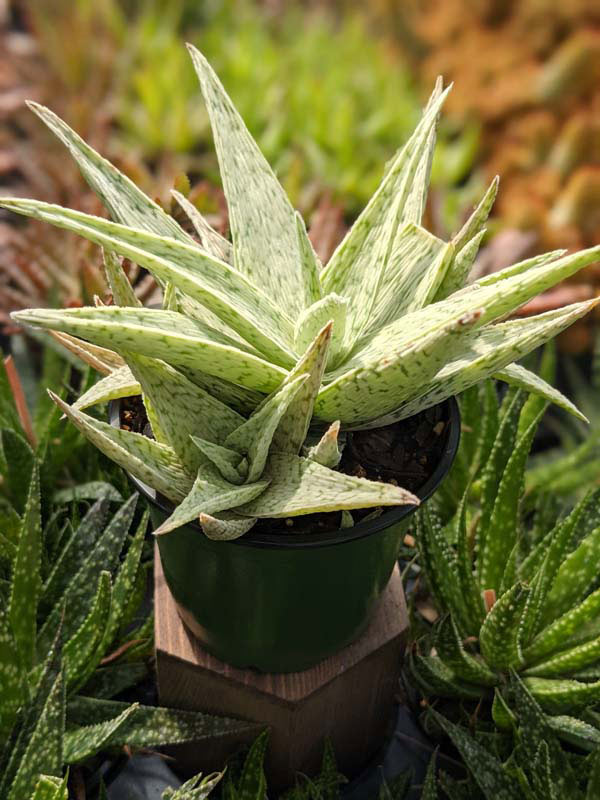 New Imported Kenya Silver Aloe Plant (aloe fragilis)