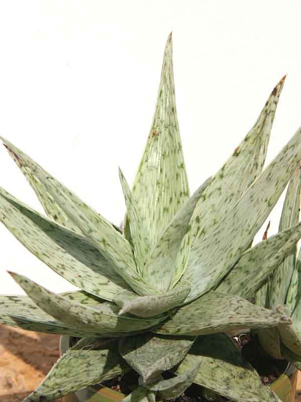 New Imported Kenya Silver Aloe Plant (aloe fragilis) - Image 2