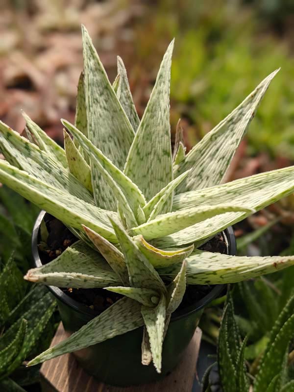 New Imported Kenya Silver Aloe Plant (aloe fragilis) - Image 6