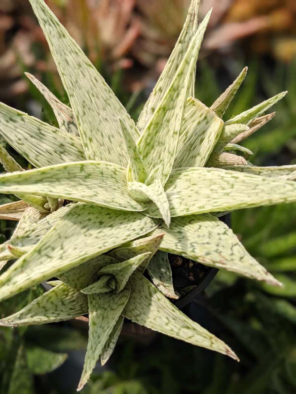 New Imported Kenya Silver Aloe Plant (aloe fragilis) - Image 7