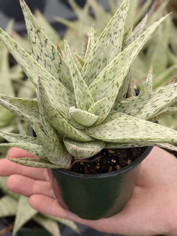 New Imported Kenya Silver Aloe Plant (aloe fragilis) - Image 3