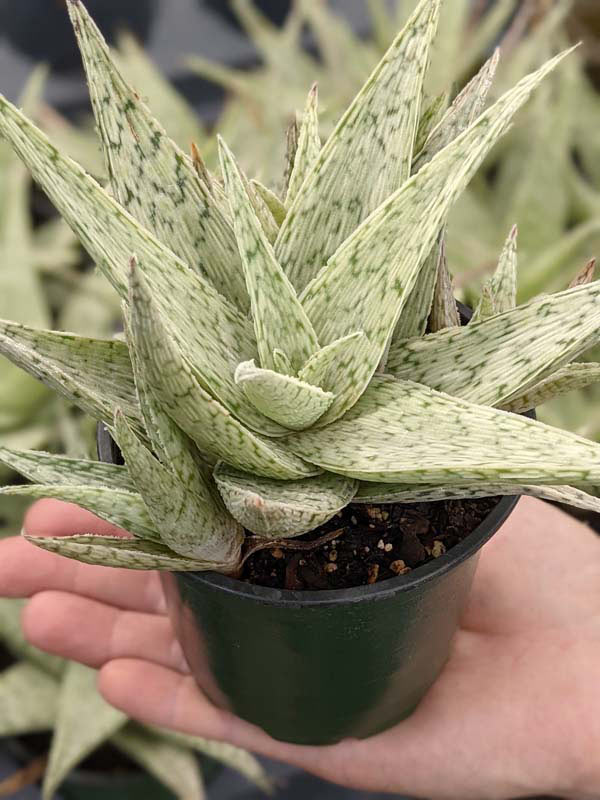 New Imported Kenya Silver Aloe Plant (aloe fragilis) - Image 3