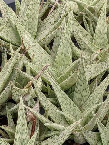 New Imported Kenya Silver Aloe Plant (aloe fragilis) - Image 4